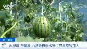 吃瓜群众送西瓜,夏日清凉传递温情