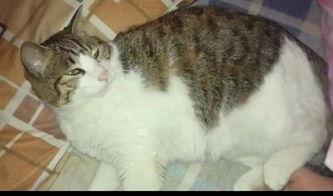 猫咪请叫我们吃瓜,揭秘“吃瓜”背后的趣味生活